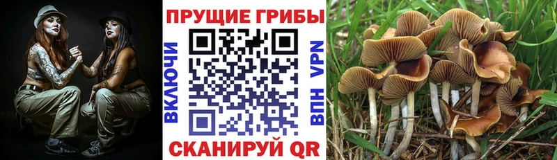 закладка  мориарти как зайти  Галлюциногенные грибы MAGIC MUSHROOMS  Дальнереченск 