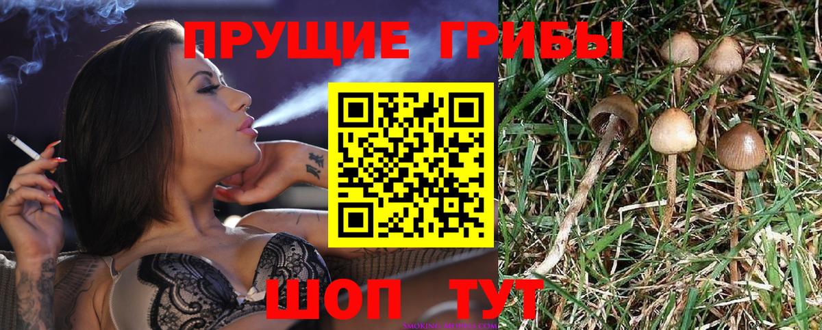 Галлюциногенные грибы Psilocybe  Вход с VPN  Дальнереченск  Галлюциногенные грибы мицелий 